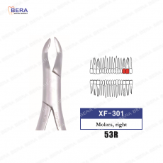 [XF-301] 상악우측구치(53R)