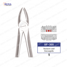 [XF-305] 상악절치(1)