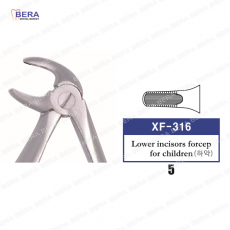 [XF-316] 하악유전치 5