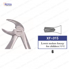 [XF-315] 하악유구치 6